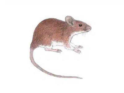 Camundongo