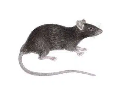 Rato de telhado
