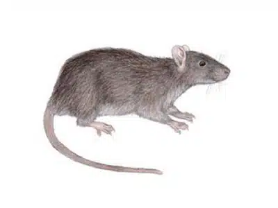 Ratazana