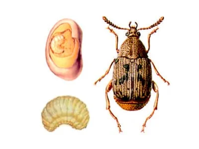 Acanthoscelides obtectus - DD FOG Controle de Pragas - (44) 3267-2505 | Dedetizadora em Maringá, Paranavaí e Região