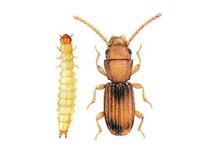 Cryptolestes ferrugineus - DD FOG Controle de Pragas - (44) 3267-2505 | Dedetizadora em Maringá, Paranavaí e Região