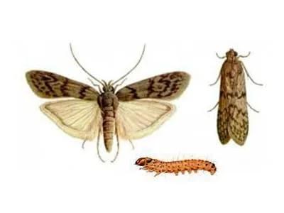 Ephestia cautella - DD FOG Controle de Pragas - (44) 3267-2505 | Dedetizadora em Maringá, Paranavaí e Região