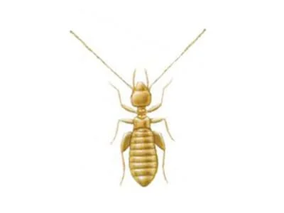 Liposcelis corrodens - DD FOG Controle de Pragas - (44) 3267-2505 | Dedetizadora em Maringá, Paranavaí e Região