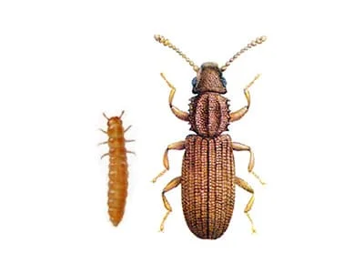 Oryzaephilus surinamensis - DD FOG Controle de Pragas - (44) 3267-2505 | Dedetizadora em Maringá, Paranavaí e Região