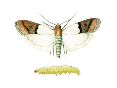 Plodia interpunctella - DD FOG Controle de Pragas - (44) 3267-2505 | Dedetizadora em Maringá, Paranavaí e Região