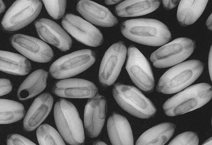 RADIOGRAFIA MOSTRANDO PRAGAS NO INTERIOR DOS GRAOS DD FOG CONTROLE DE PRAGAS - DD FOG Controle de Pragas - (44) 3267-2505 | Dedetizadora em Maringá, Paranavaí e Região