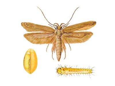 Sitotroga cerealella - DD FOG Controle de Pragas - (44) 3267-2505 | Dedetizadora em Maringá, Paranavaí e Região