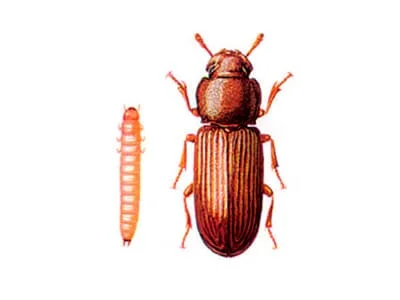 Tribolium castaneum - DD FOG Controle de Pragas - (44) 3267-2505 | Dedetizadora em Maringá, Paranavaí e Região